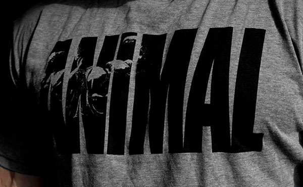 animal