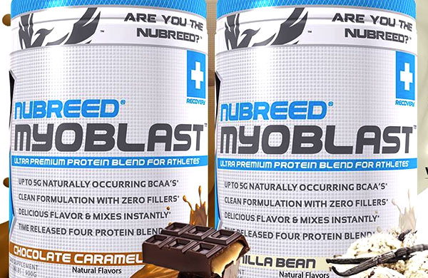 myoblast