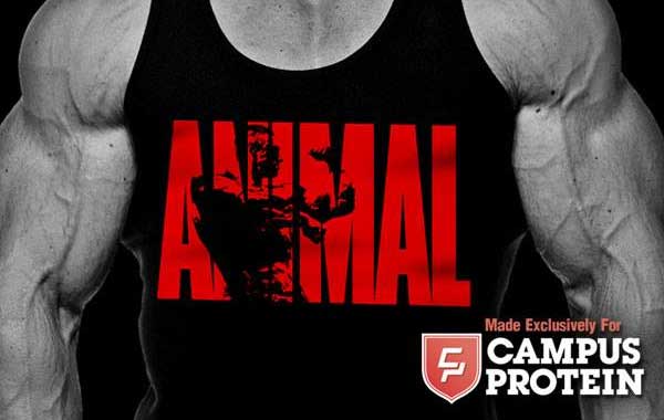 animal