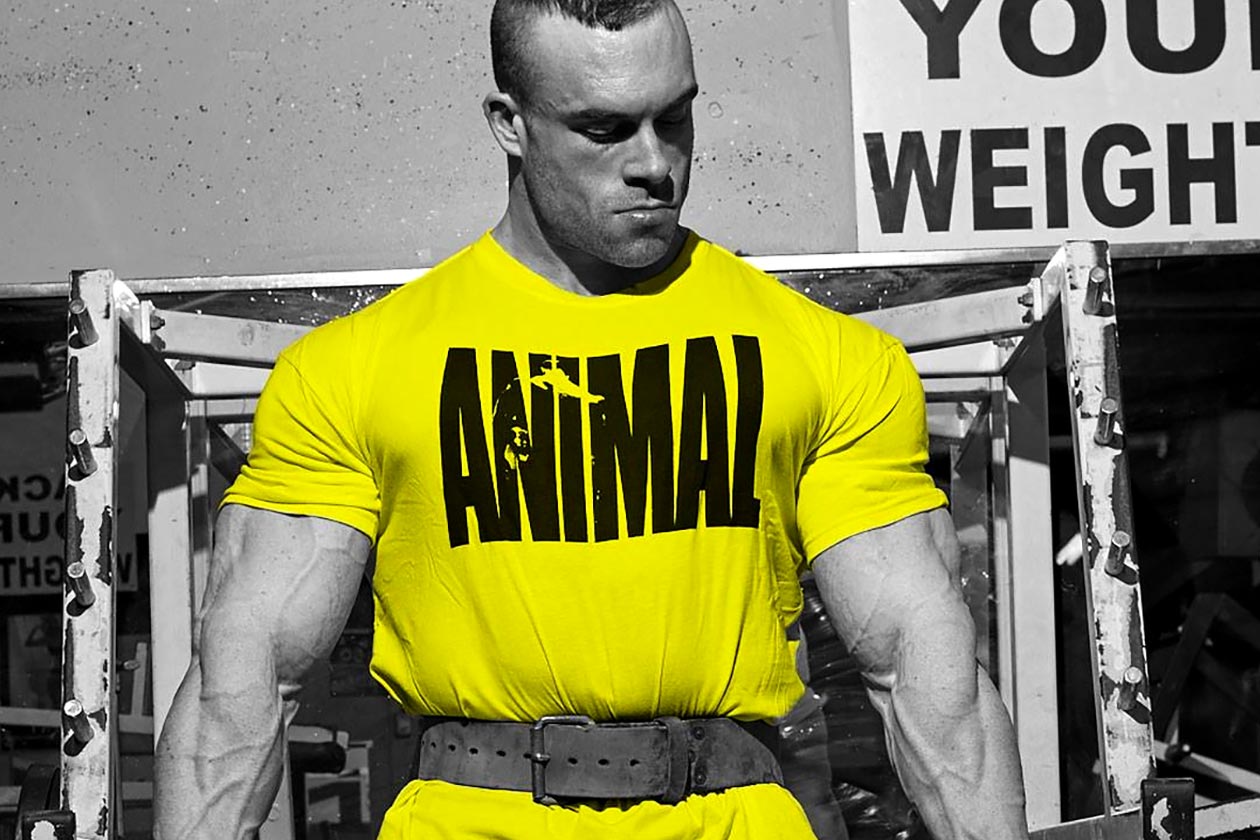 Animal
