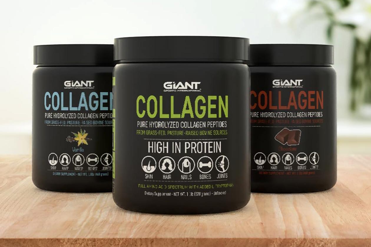 chocolate giant collagen
