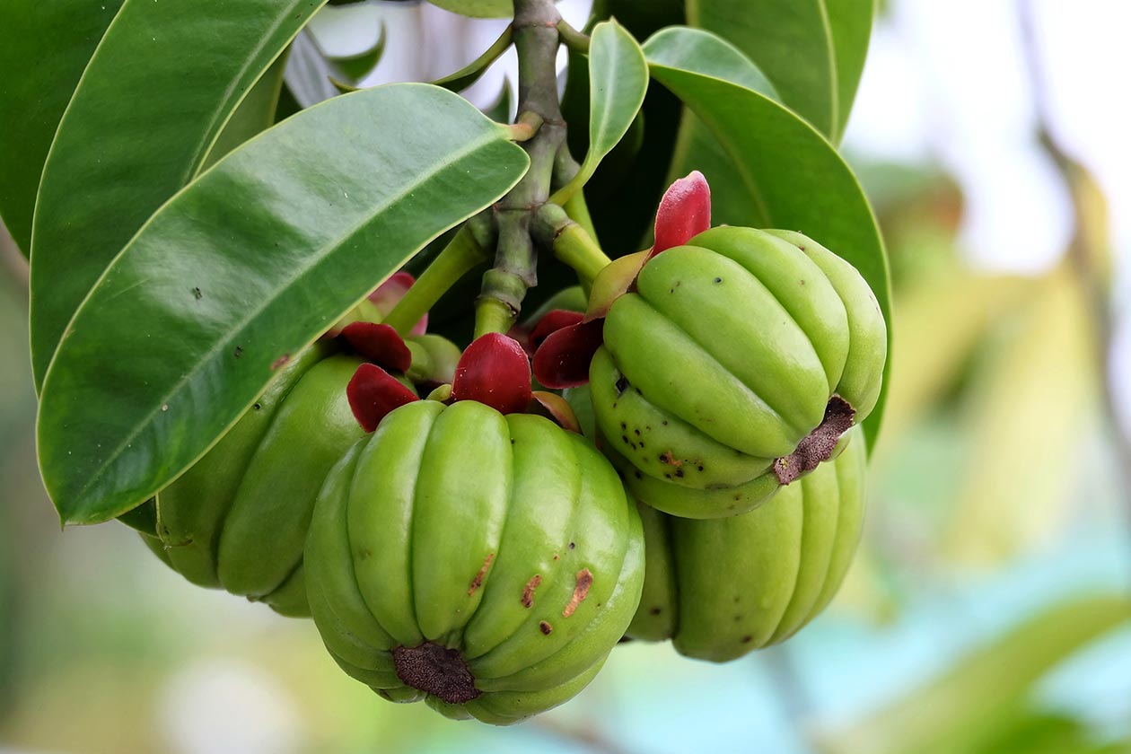 cure encapsulations garcinia
