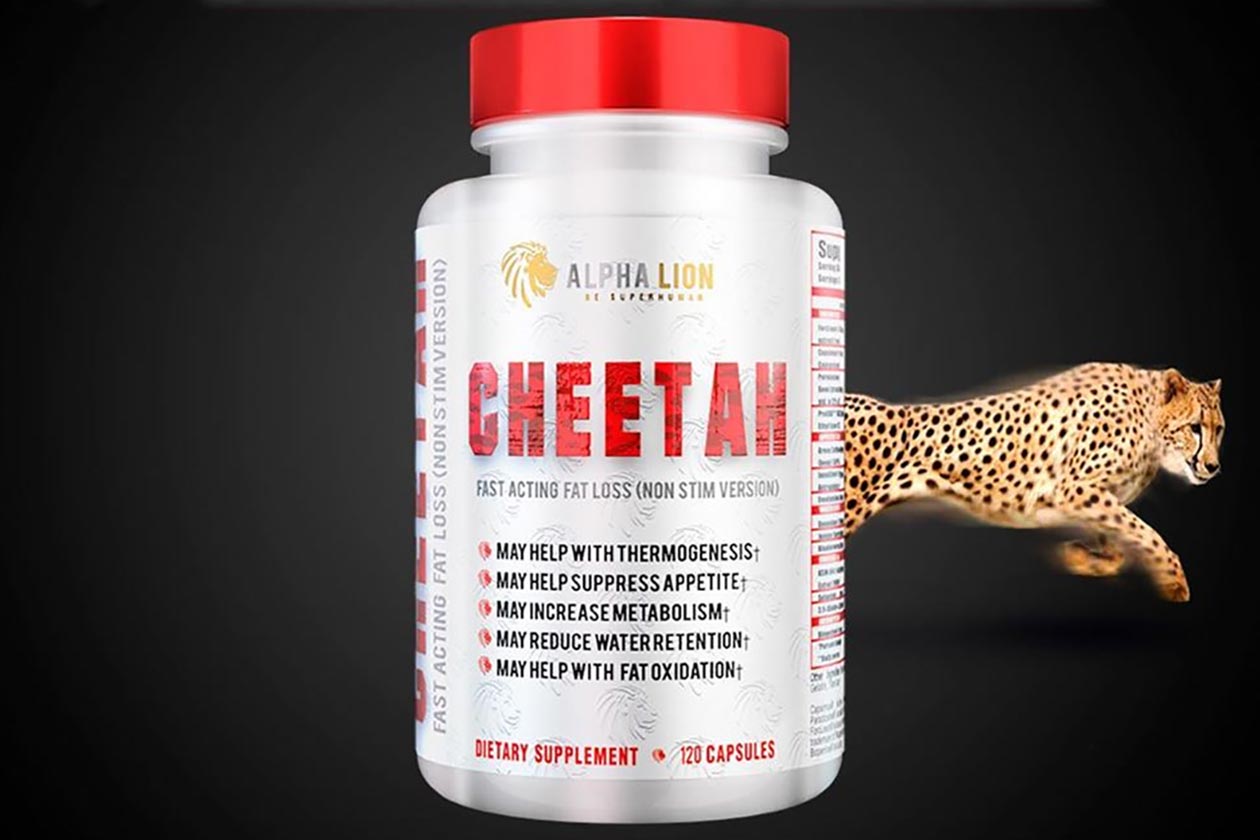 alpha lion cheetah non stim