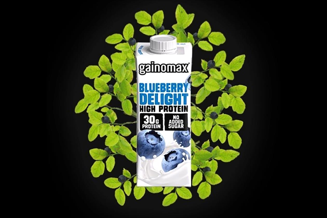 gainomax blueberry delight protein shake