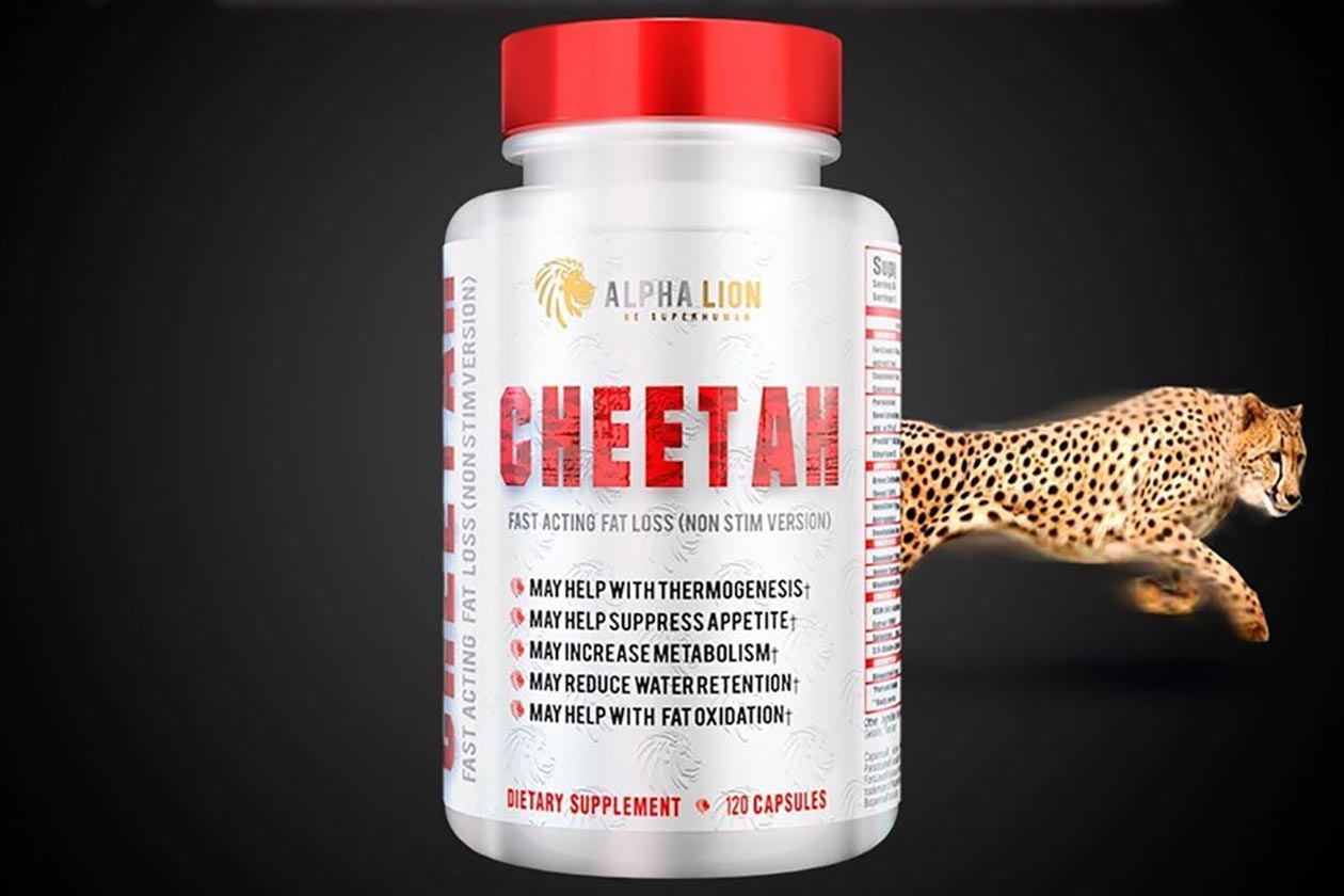 alpha lion cheetah burn