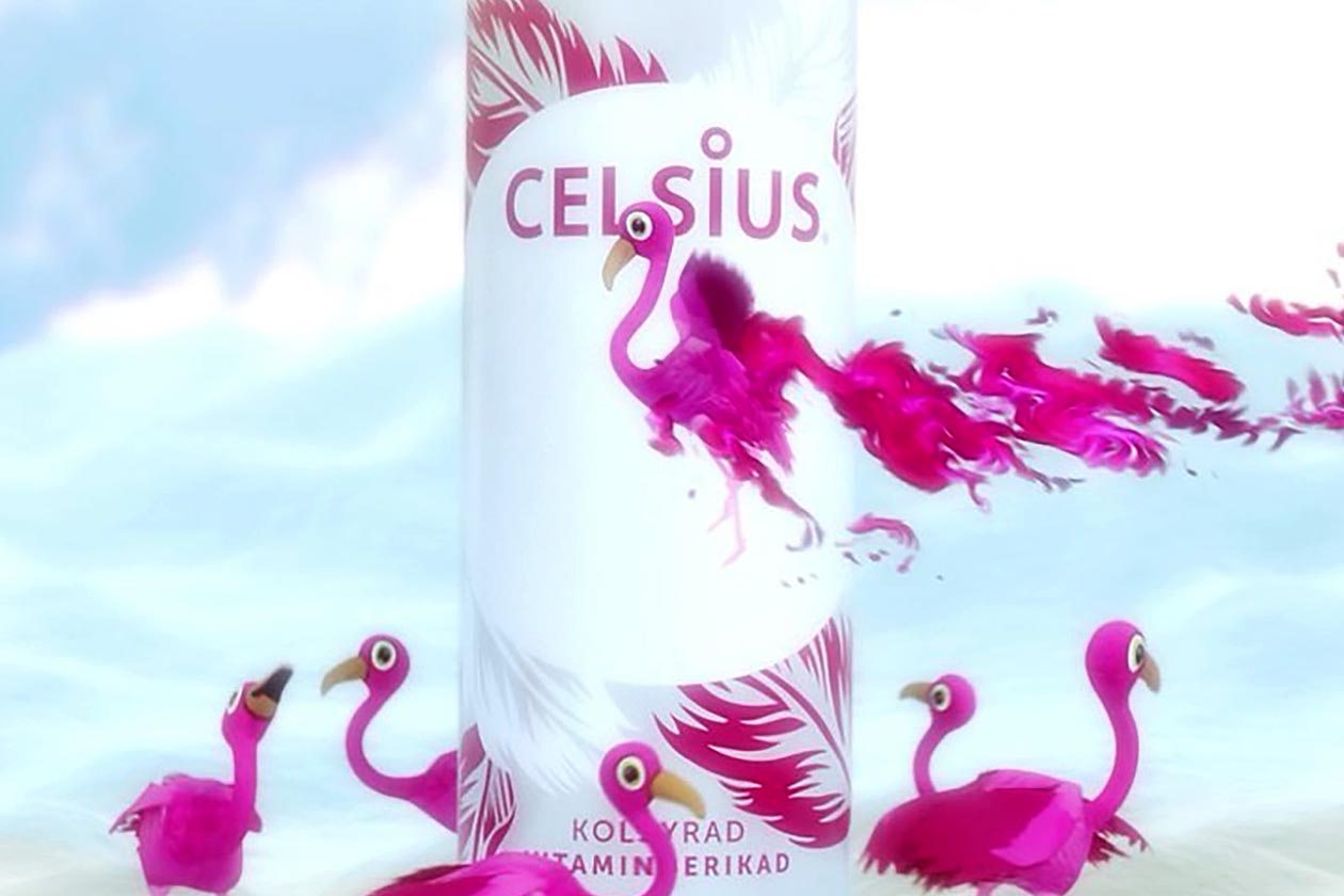 celsius flamingo energy drink
