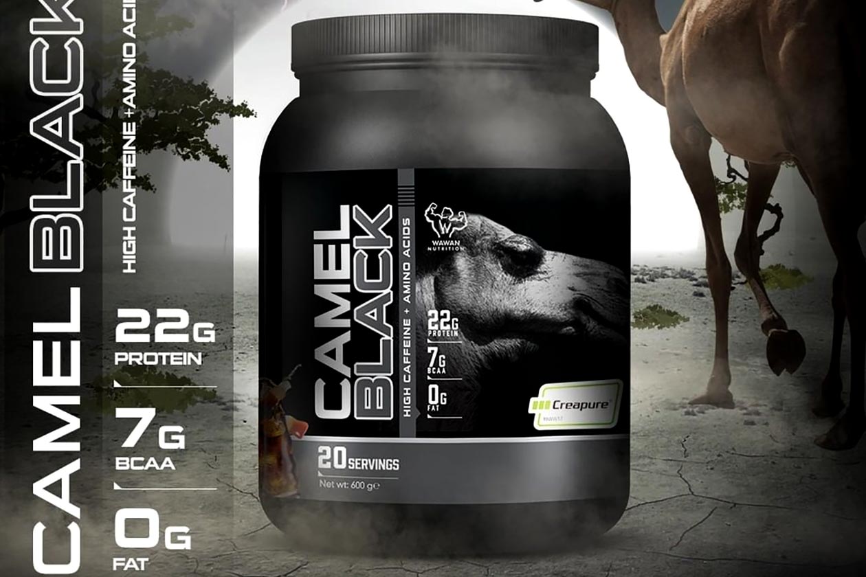 Wawan Nutrition Black Camel