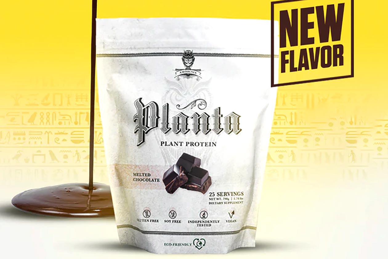 Ambrosia Melted Chocolate Planta