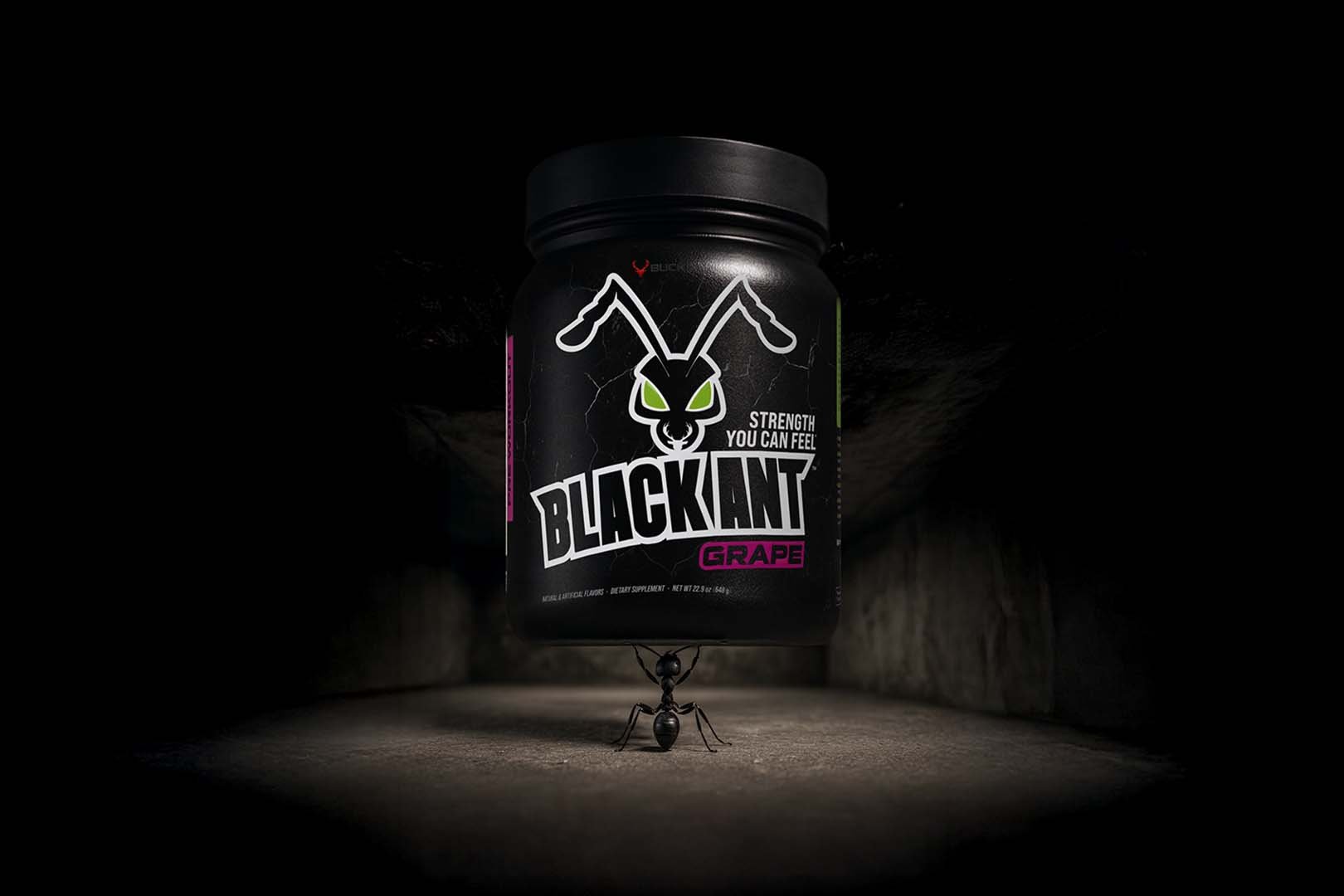 Bucked Up Black Ant
